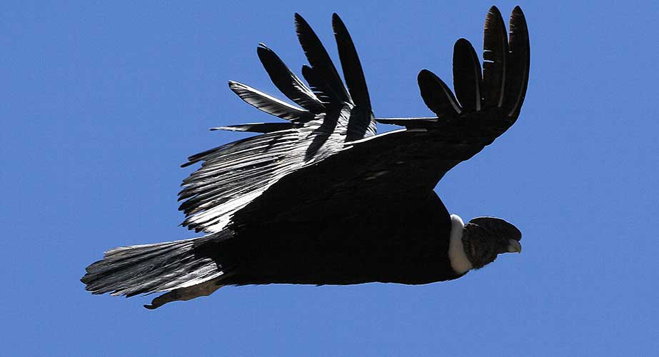 Day 6: COLCA CANYON / CONDORS FLIGHT  / PUNO
